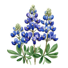 A watercolor vector of a Bluebonnets flower, isolated on a white background. Bluebonnets flower vector

