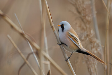 A close-up of an adult male Bearded reedling holding on dry reed perpendicular to the camera lens.