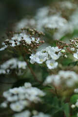 white blossom in the garden, spring blossom, white flowers, spring time, fresh blossom