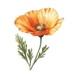 A watercolor vector of a California Poppy flower, isolated on a white background. California Poppy flower vector

