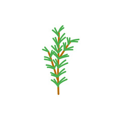 Rosemary plant branch