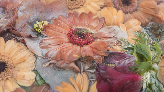 colorful and abstract art with frozen orange and red germini and anemone flowers in ice water