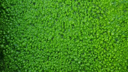Green plants on the water surface. Close-up top view of plants growing on the water surface in a pond.