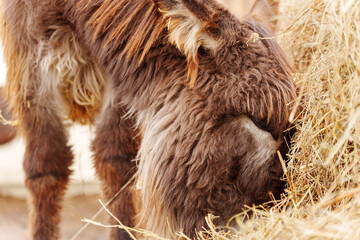 Obraz premium Close-up view of a donkey's face at a farm in the countryside during daytime, showcasing textured fur and a calm demeanor