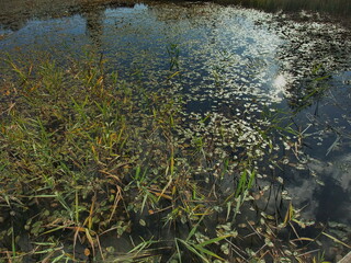 Water lily leaves float on the surface of a calm pond reflecting the sky during a sunny day