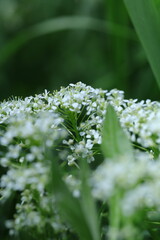 white blossom in the garden, spring blossom, white flowers, spring time, fresh blossom