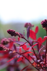 purple plant on a green background, spring flow, purple flowers of a tree