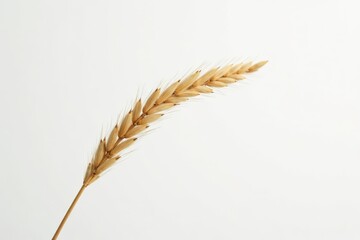 Close-up of fragile dry grass stem against white backdrop, fragile, dry