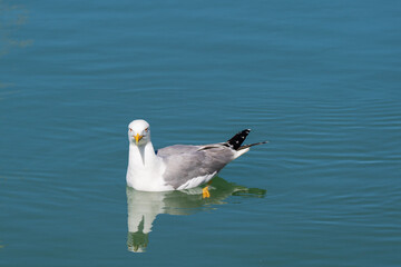 Gaviota en el puerto marítimo