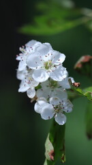 white blossom in the garden, spring blossom, white flowers, spring time, fresh blossom