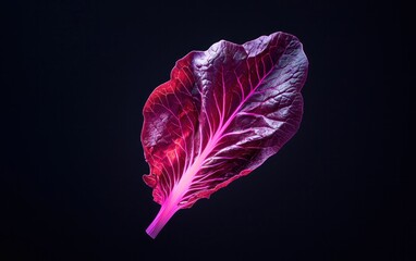 Dark Red Leaf with Pink Highlights Against Black Background