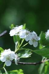 white blossom in the garden, spring blossom, white flowers, spring time, fresh blossom