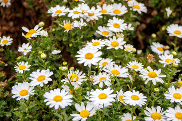 Fototapeta premium field of daisies in the spring