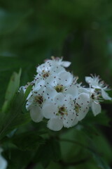 white blossom in the garden, spring blossom, white flowers, spring time, fresh blossom
