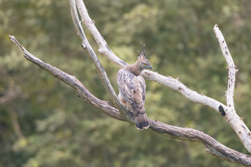 Changeable hawk-eagle, crested hawk-eagle, Indian crested hawk-eagle - Nisaetus cirrhatus perched. Photo From Wasgamuwa National Park in Sri Lanka. Subspecies - N. c. ceylanensis.