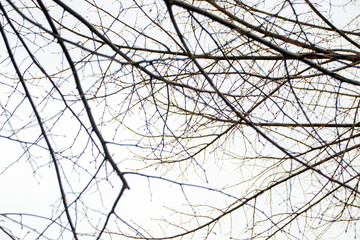 bare branches of a tree in winter