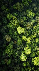 Naklejka premium Aerial View of Lush Green Forest
