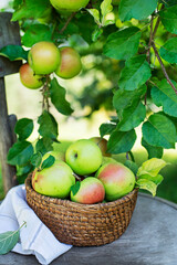 Apples harvest