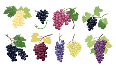 Variety of Grapes and Leaves Vector Set: Black, Red, White Berries for Wine and Vinery Designs