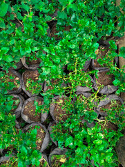 green moss on the stone