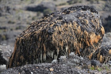 Volcanic rocks covered with lichens in misty scenery of Kilimanjaro, Machame Route, trail from Shira Camp to Barranco Hut, Tanzania © Iwona
