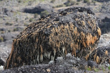 Volcanic rocks covered with lichens in misty scenery of Kilimanjaro, Machame Route, trail from Shira Camp to Barranco Hut, Tanzania © Iwona