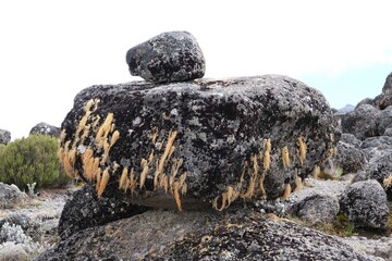 Volcanic rocks covered with lichens in misty scenery of Kilimanjaro, Machame Route, trail from Shira Camp to Barranco Hut, Tanzania © Iwona