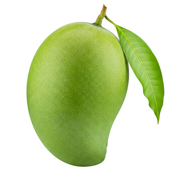 green mango and its leaf, this image is isolated on a white background 