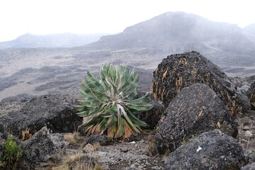 Endemic plant Lobelia deckenii (Senecio kilimanjari)  in misty scenery of Kilimanjaro, Machame Route, trail from Shira Camp to Barranco Hut, Tanzania © Iwona