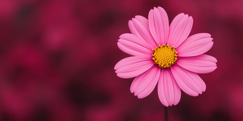 Obraz premium Single pink daisy flower with yellow center on dark magenta background for floral, botanical, romantic or natural beauty design themes