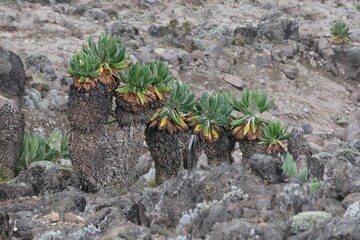 Beautiful Giant Lobelia deckenii (Dendrosenecio kilimanjari, Senecio kilimanjari)  in misty scenery, endemic plant on Kilimanjaro, Machame Route, trail to Barranco Hut, Tanzania