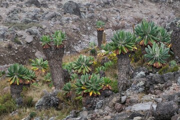 Beautiful Giant Lobelia deckenii (Dendrosenecio kilimanjari, Senecio kilimanjari)  in misty scenery, endemic plant on Kilimanjaro, Machame Route, trail to Barranco Hut, Tanzania