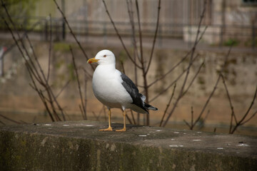 A seagull perched on a concrete edge, showcasing its striking white and gray feathers against a blurred background.