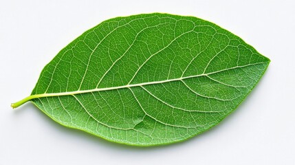 Obraz premium Close up view of a single, vibrant green leaf with prominent veins, isolated on a plain white background. The leaf is ovate with a smooth texture.