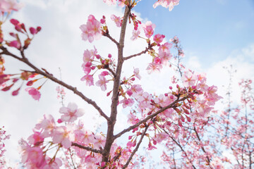 Obraz premium Cherry blossom petals shining beautifully in the sunlight 