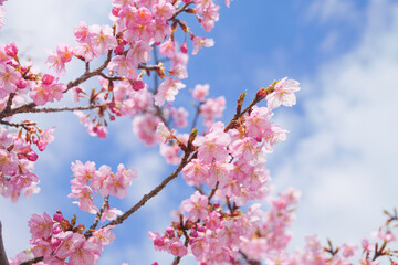 Spring scenery, beautiful cherry blossoms, blue sky	
