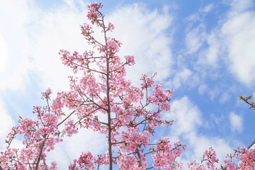 Spring scenery, beautiful cherry blossoms, blue sky	

