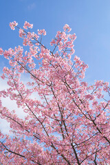 Spring scenery, beautiful cherry blossoms, blue sky	

