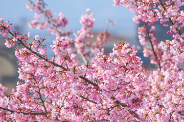 Cherry blossoms, beautiful scenery of spring in Japan