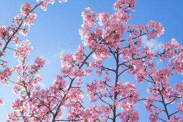 Spring scenery, beautiful cherry blossoms, blue sky	
