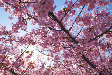 Cherry blossom petals shining beautifully in the sunlight	
