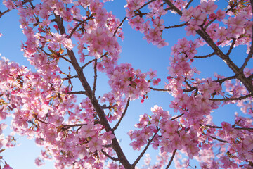 Cherry blossom petals shining beautifully in the sunlight	

