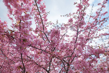 Cherry blossoms, beautiful scenery of spring in Japan