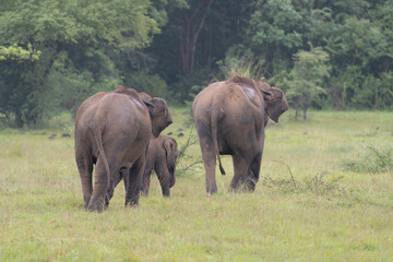 Fototapeta premium Herd of Sri Lankan elephants - Elephas maximus maximus leaving green meadow. Subspecies of Asian elephant. Photo from Wasgamuwa National Park in Sri Lanka. Native to Sri Lanka.
