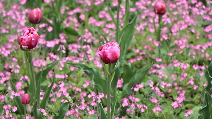 Fototapeta premium pink tulips in the garden