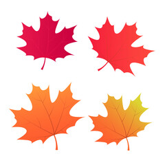 A set of four detailed maple leaves in vibrant autumn colors, isolated on a white background. Perfect for seasonal designs, nature-themed projects and fall-inspired illustrations.leaves009