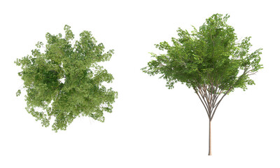 Japanese Zelkova front top view png alpha channel