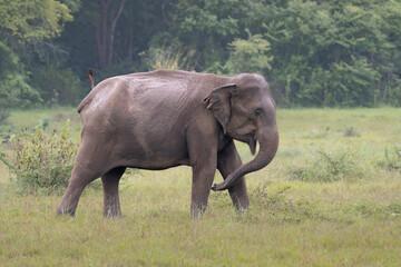 Fototapeta premium Sri Lankan elephant - Elephas maximus maximus on meadow. Subspecies of Asian elephant. Photo from Wasgamuwa National Park in Sri Lanka. Native to Sri Lanka.