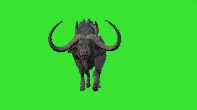 Front view walking of buffalo animal green screen or chroma key video clip motion art background clip