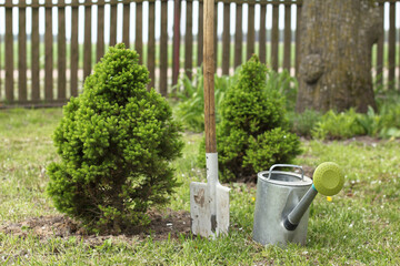 two fir trees, a shovel and a watering can in the yard. decorative trees in the garden